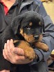 Chiots Rottweiler