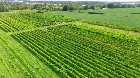 Coteau-du-Lac (Mont&eacute;r&eacute;gie) : Vignoble 28 acres