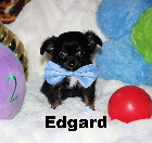 Superbe chiots chihuahua poils long Mini