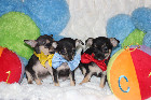 Adorable chiots chihuahua de couleur noir et feu 