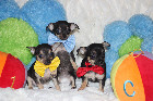Adorable chiots chihuahua de couleur noir et feu 