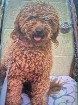 Goldendoodle f1b 