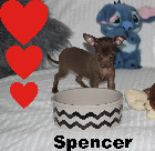 Chihuahua M&acirc;le mini au yeux vert