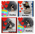 Chihuahua M&acirc;le mini 1 an Garantie.Super Qualit&eacute;