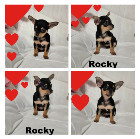 Chihuahua M&acirc;le mini 1 an Garantie.Super Qualit&eacute;