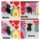 Chihuahua femelle mini Garantie 1 an.Top Qualit&eacute;