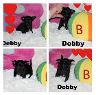 Chihuahua femelle mini Garantie 1 an.Top Qualit&eacute;