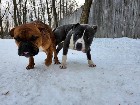 TOP LINE AMERI-BULLDOG/BULLY 