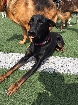 Doberman Shepard femelle de 13 mois