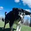 Doberman Shepard femelle de 13 mois