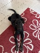 Doberman Shepard femelle de 13 mois