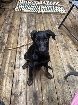 Doberman Shepard femelle de 13 mois