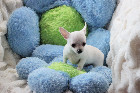 Chihuahua M&acirc;le mini Garantie 1 an.Top Qualit&eacute;