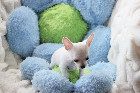 Chihuahua M&acirc;le mini Garantie 1 an.Top Qualit&eacute;