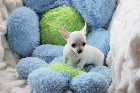 Chihuahua M&acirc;le mini Garantie 1 an.Top Qualit&eacute;
