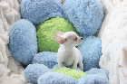 Chihuahua M&acirc;le mini Garantie 1 an.Top Qualit&eacute;
