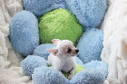 Chihuahua M&acirc;le mini Garantie 1 an.Top Qualit&eacute;