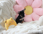 Chihuahua femelle mini Garantie 1 an.Top Qualit&eacute;