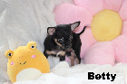 Chihuahua femelle mini Garantie 1 an.Top Qualit&eacute;