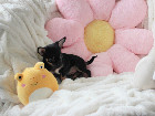 Chihuahua femelle mini Garantie 1 an.Top Qualit&eacute;