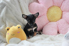 Chihuahua femelle mini Garantie 1 an.Top Qualit&eacute;