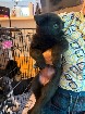 Chiot berger allemand disponible d&egrave;s maintenant 
