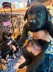 Chiot berger allemand disponible d&egrave;s maintenant 