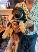 Chiot berger allemand disponible d&egrave;s maintenant 