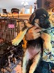 Chiot berger allemand disponible d&egrave;s maintenant 