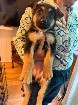 Chiot berger allemand disponible d&egrave;s maintenant 