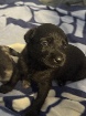 Chiot berger allemand xdannois