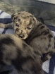 Chiot berger allemand xdannois