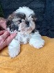 Adorable chiot Shih tzu femelle