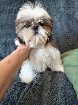 Adorable chiot Shih tzu femelle