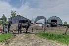 Bury (Estrie) : Ferme ovine et bovine de 123 acres