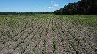 B&eacute;cancour (Centre-du-Qu&eacute;bec) Terre agricole 73 acr