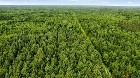 Lemieux (Ctre-Qu&eacute;bec) : Terre 178 acres, chasse