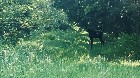 Lemieux (Ctre-Qu&eacute;bec) : Terre 178 acres, chasse