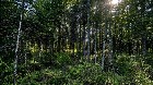 Lemieux (Ctre-Qu&eacute;bec) : Terre 178 acres, chasse