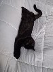 Chat &agrave; adopter 