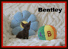 Chihuahua M&acirc;les et Femelles mini Garantie 1 an.