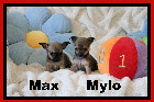 Chihuahua M&acirc;les et Femelles mini Garantie 1 an.