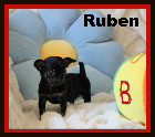 Chihuahua M&acirc;les et Femelles mini Garantie 1 an.