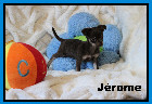 Chihuahua M&acirc;les et Femelles mini Garantie 1 an.