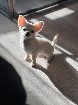 Chihuahua femelle &agrave; poil long &agrave; donner