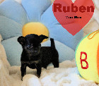 Chihuahua M&acirc;le mini 1 an Garantie.Super Qualit&eacute;