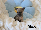 Chihuahua M&acirc;le mini Garantie 1 an.Top Qualit&eacute;