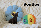 Chihuahua M&acirc;le mini Garantie 1 an.Top Qualit&eacute;