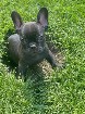 We have adorable French Bulldog puppies  
