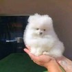 ???? Adorable Pomeranian Puppies &ndash; 